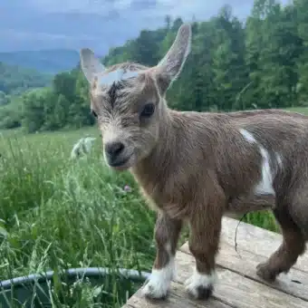 Nigerian Dwarf Goat goats milk soap, hot springs north carolina old factory soap