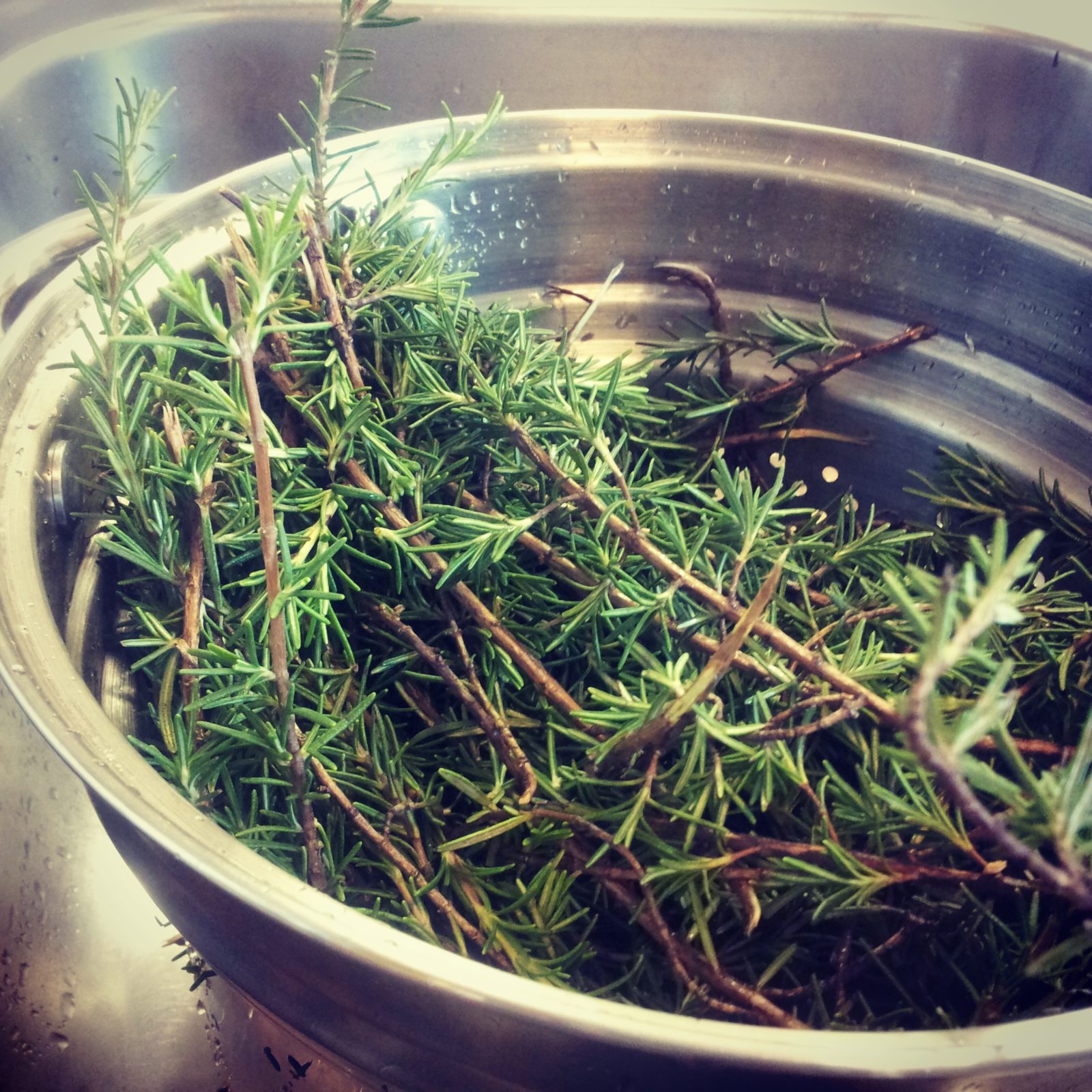 Fresh rosemary springs for natural soaps by old factory soap company