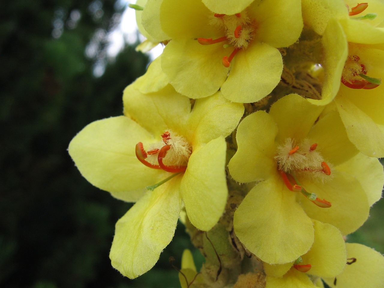 Mullein Herb of The Week Old Factory