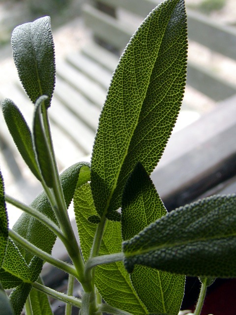 Sage Natural Cleaning Solution Old Factory
