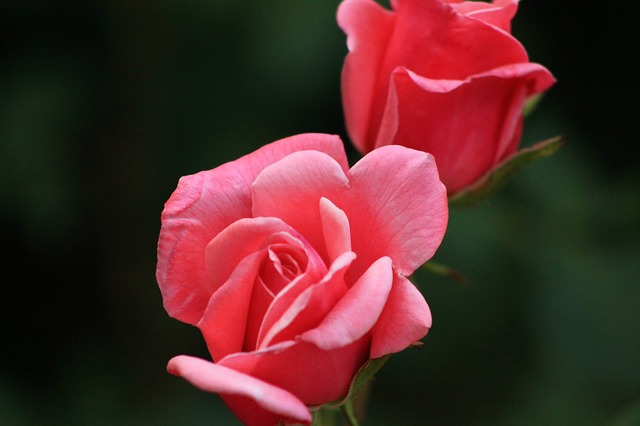 Roses throughout history Old Factory Soap Company