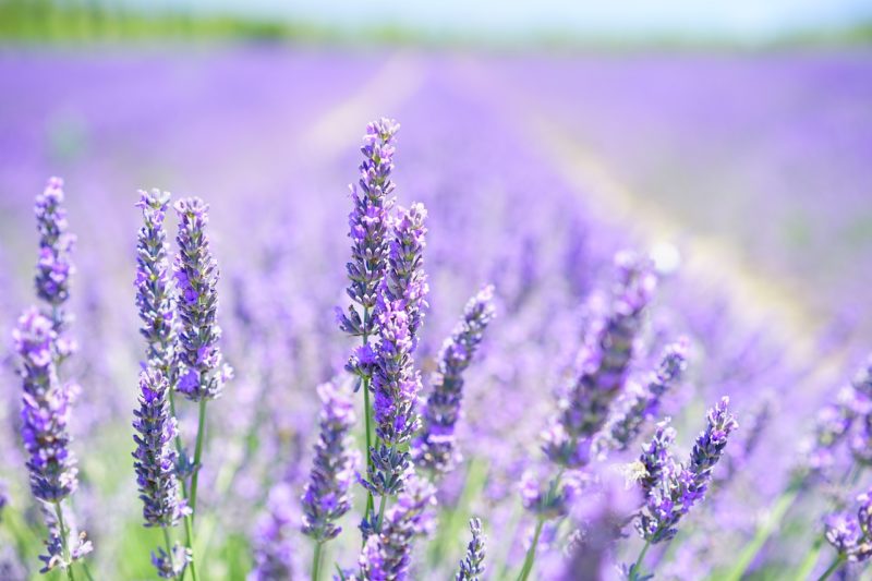 Blanco Lavender Soap in the Texas Hill Country