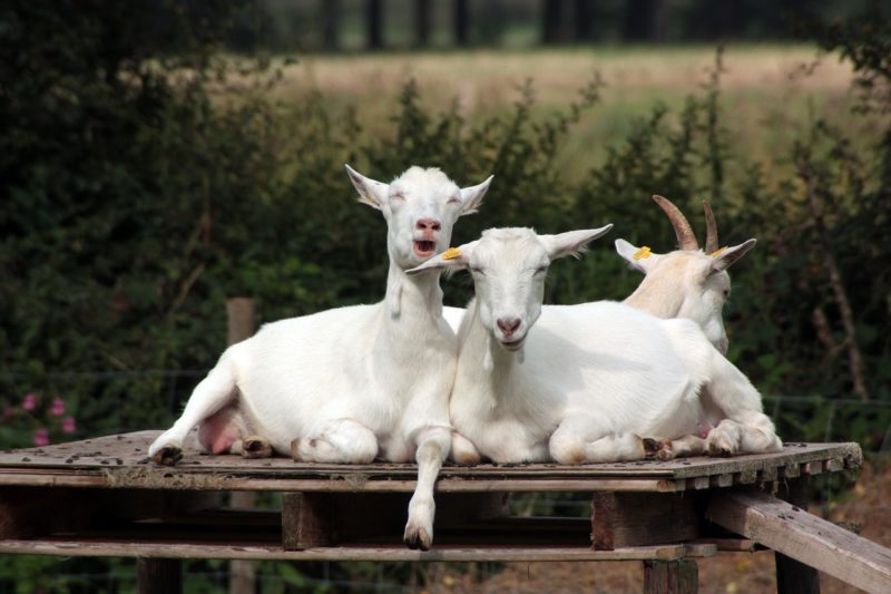 Goats Milk Soap What is the big deal Blanco, Texas