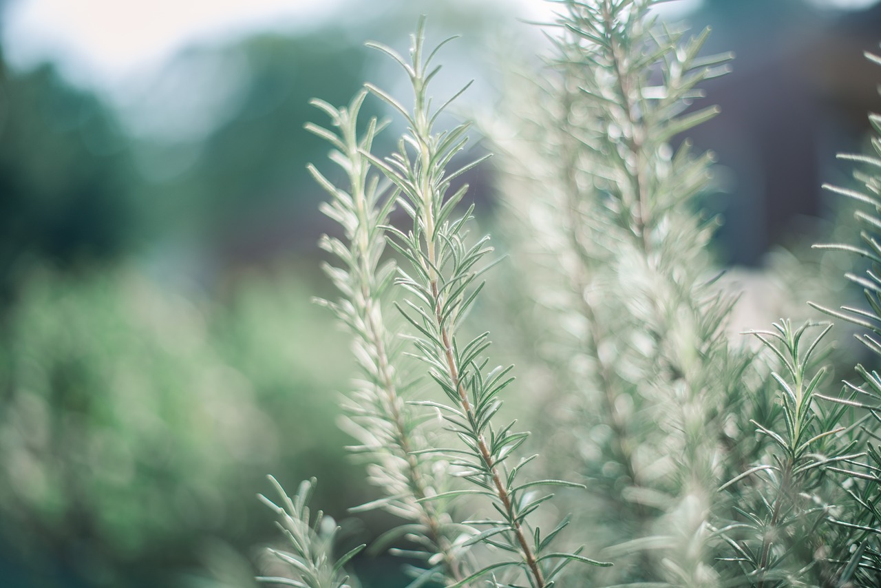 Rosemary Gladstar Perfect Face Cream Recipe