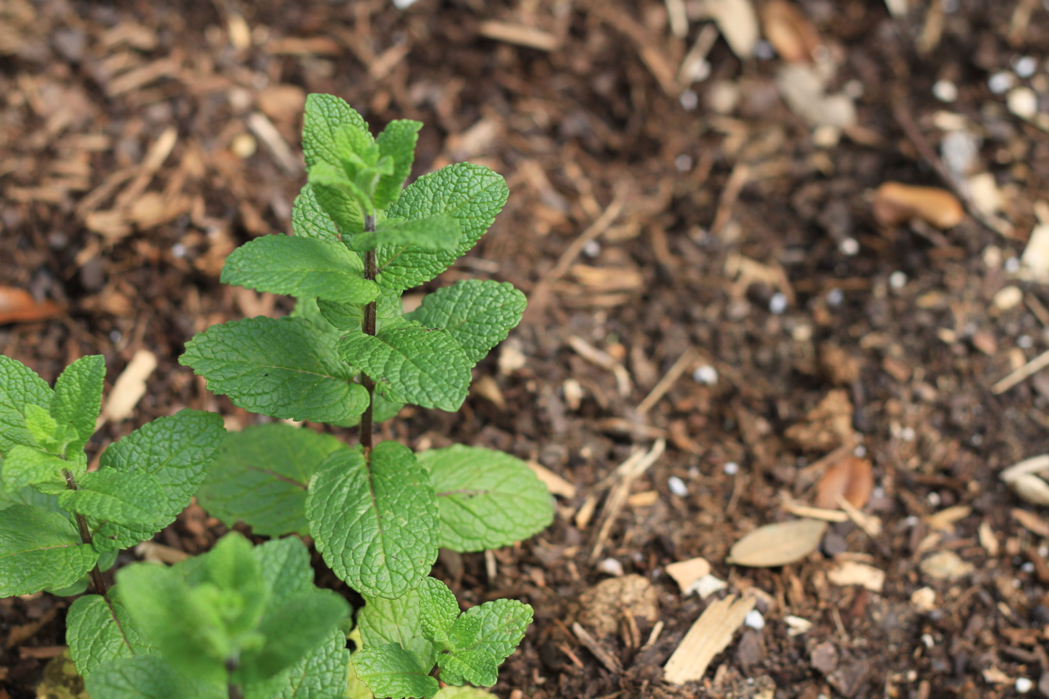 Spearmint Leaves Old Factory Ingredients