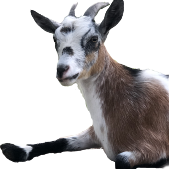 Clover Nigerian Dwarf Goat Milk Soap